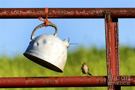 House wren feeding Offspring Photograph by Thomas R Fletcher - Fine Art America