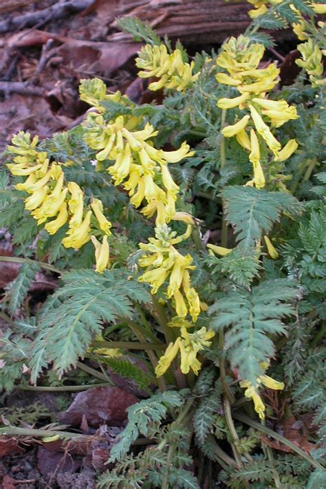 Corydalis sempervirens Corydalis | Garden Center Marketing