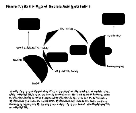 Vitamin B12 | Linus Pauling Institute | Oregon State University