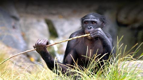 Bonobo | San Diego Zoo Animals & Plants