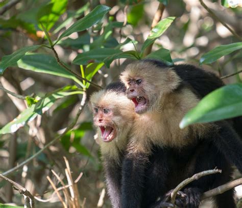 White Faced Monkeys In Costa Rica Stock Photo - Image of aggressive ...