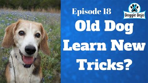 Can Old Dogs Learn New Tricks? - Dog Training Life - VLOG 29 - YouTube