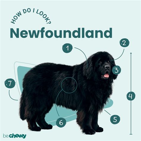 Newfoundland Breed: Characteristics, Care & Photos | BeChewy