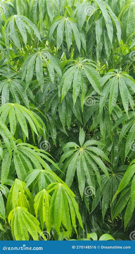 Background Of Cassava Tree Leaves Royalty-Free Stock Image ...