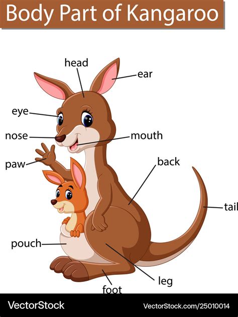 Kangaroo Anatomy Diagram