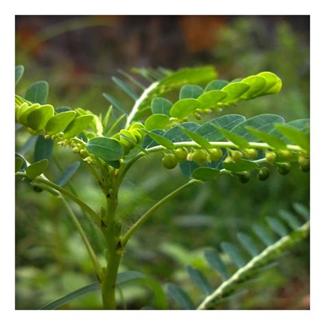 Bhumi Amla Powder (Phyllanthus amarus) (50g) - Buy Direct from Farm ...