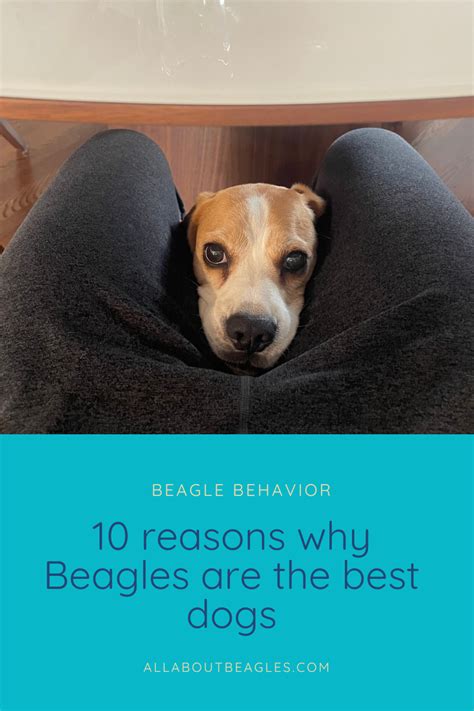 10 Reason Why Beagles Are the Best Dogs — All About Beagles