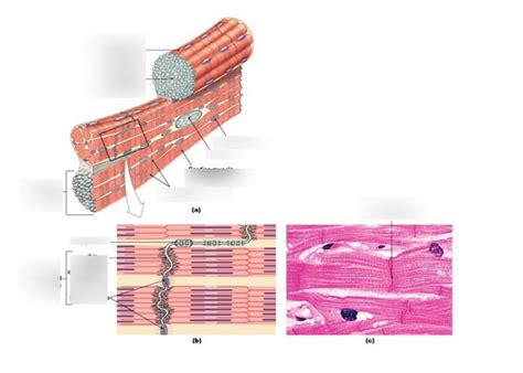 cardiac muscle fibers Diagram | Quizlet