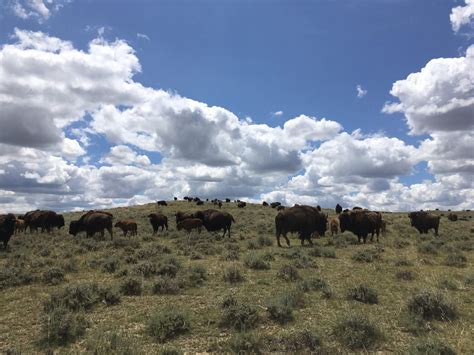 You Gotta See The Largest Privately-Owned Bison Herd At This Wyoming Ranch