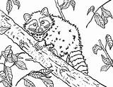 Printable Raccoon Coloring Page sketch template