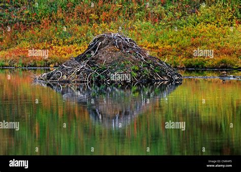 North American beaver, Canadian beaver (Castor canadensis), beaver dam, USA, Alaska Stock Photo ...