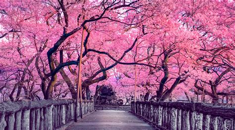 El cerezo en flor, de Extremadura a Japón - Una Pausa Agradable