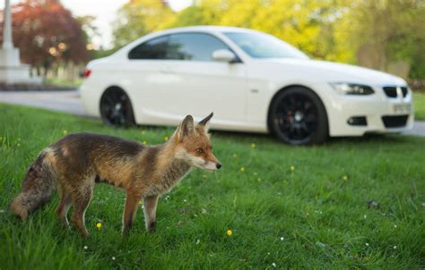 Weekly Photography Assignment: Urban Wildlife - Nature TTL