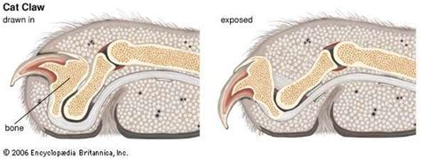 Cat Claw Anatomy