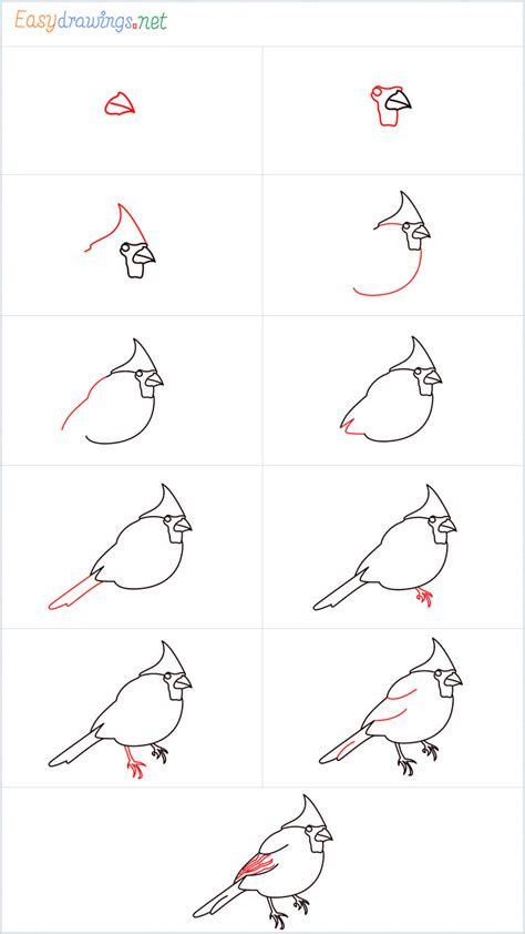 How To Draw A Cardinal Bird Step by Step - [11 Easy Phase & Video]