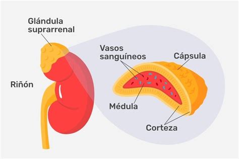 Ilustración Vectorial De Glándulas Esquema Etiquetado Con, 53% OFF