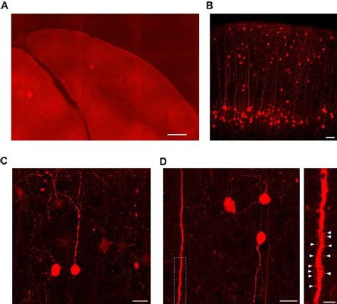 Figure S1. Morphological indications for GABAergic input neurons in ...