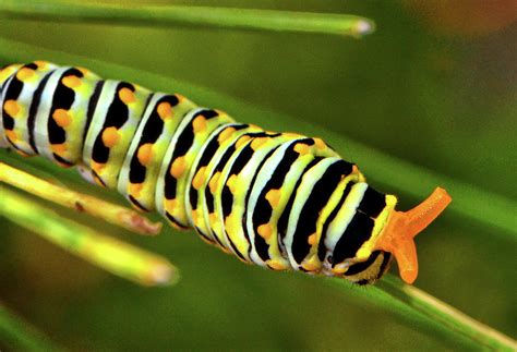 Colorful Caterpillar 013 Photograph by George Bostian | Fine Art America