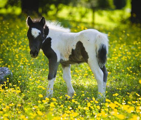 Download Black And White Miniature Foal On Buttercup Pasture Wallpaper ...