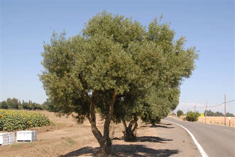 Olea europaea (Common Olive, European Olive, Olive) | North Carolina ...