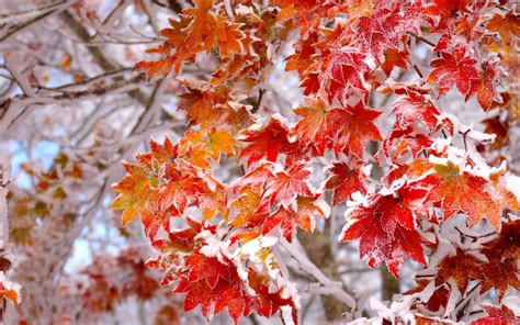 Frosted Autumn Leaves Wallpapers - Wallpaper Cave