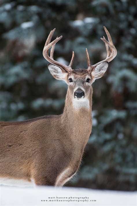 Professional Whitetail Deer Photography | Matt Hansen