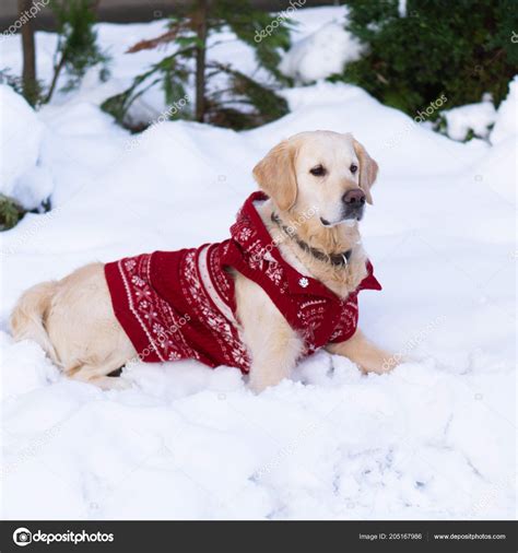 Adorable golden retriever dog wearing warm red christmas coat li ...