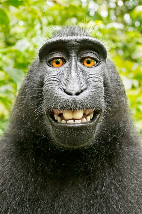 10 things you didn't know about the 'Monkey Selfie' case