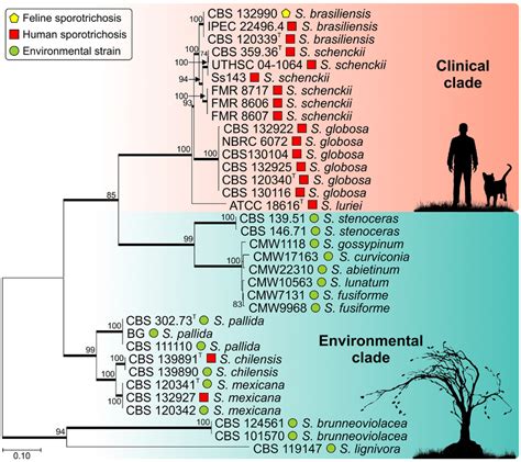 Phylogenetic relations between the clinical and environmental clade ...