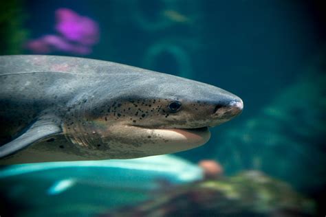 Broadnose sevengill shark | Animals | Monterey Bay Aquarium