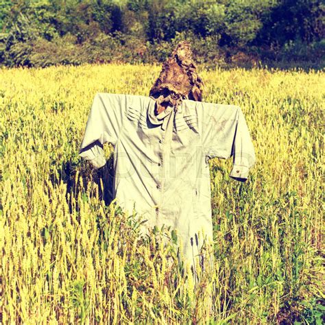 Scarecrow on the field full of wheat. ... | Stock image | Colourbox