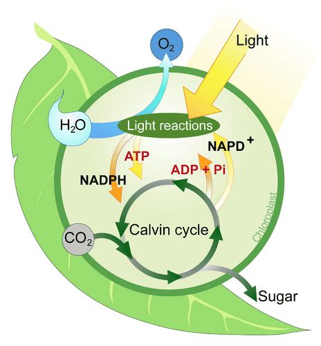 The 2 Stages Of Photosynthesis