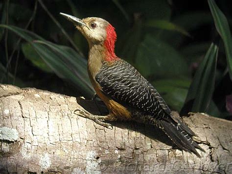 Jamaica’s Endemic Birds Part 2 – BIRDINGBLOGS.COM