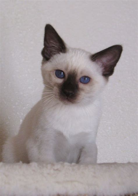 chinki siamese - Google Search #siamesecatkittens | Siamese cats blue point, Siamese cats ...