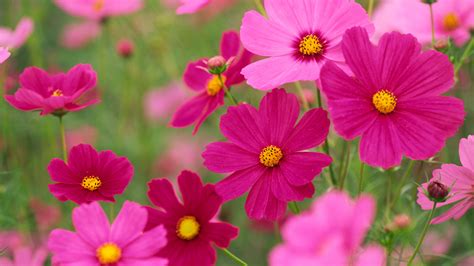 The Benefits Of Planting Cosmos In Your Edible Garden