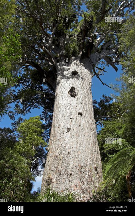 Tane Mahuta Kauri-Baum im Waipoua Kauri Forest, New Zealand Stockfoto, Bild: 16186419 - Alamy