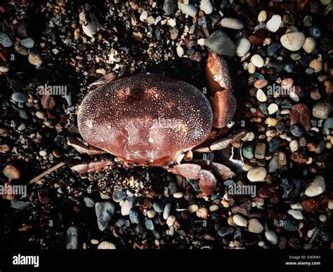 Crab close up Stock Photo - Alamy