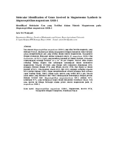 Molecular Identification of Genes Involved in Magnetosome Synthesis in Magnetospirillum ...