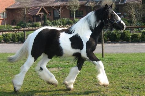 Piebald Horse Facts with Pictures