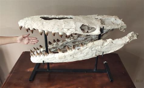 Huge 3d fossil skull - Mosasaurus - Prognathodon sp. - - Catawiki