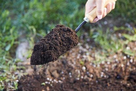 What to Know About Well-Drained Soil and Boosting Plant Drainage