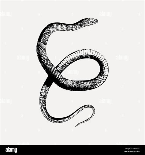 Water snake clipart, animal illustration vector Stock Vector Image & Art - Alamy