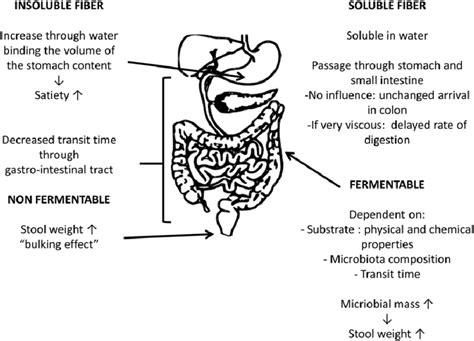 Overview of possible effects of different fibers on gastrointestinal... | Download Scientific ...