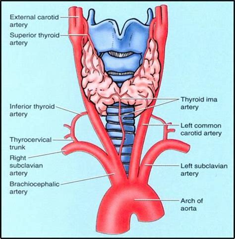 Organs Of The Body: Thyroid - Stepwards