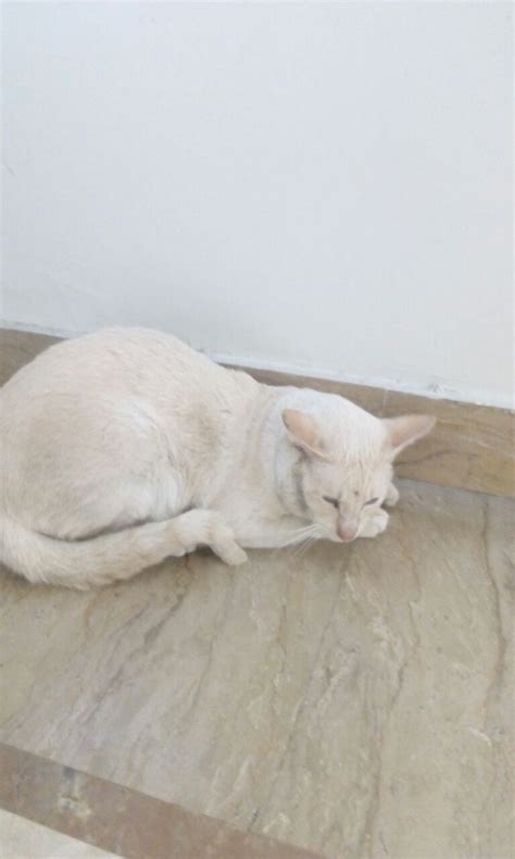 Pets Pakistan - Healthy & beautiful Siamese Pedigree cats available for adoption