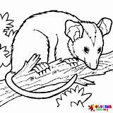 20  Possum Coloring Pages Free Printable PDF & Online sketch template