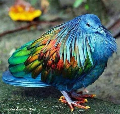 The Nicobar Pigeon | Birds, Nicobar pigeon, Animals beautiful