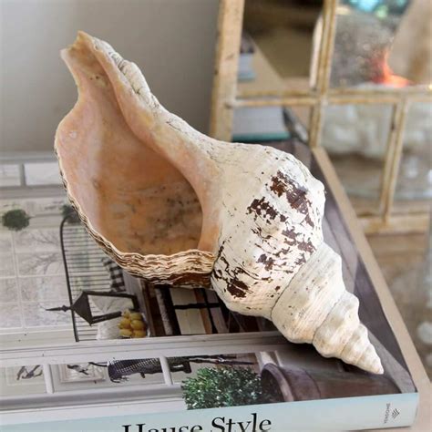 Old Horse Conch Shell - Nora Murphy Country House