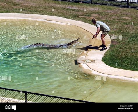 Steve Irwin feeding a crocodile, Queensland Australia Stock Photo: 5216286 - Alamy