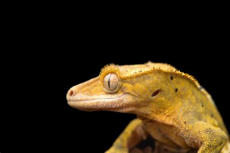 Baby Crested Gecko Care – 8 Simple Steps